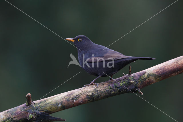 Merel (Turdus merula)