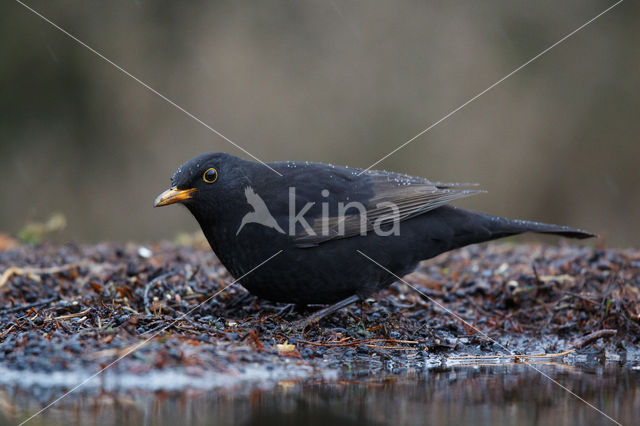 Merel (Turdus merula)