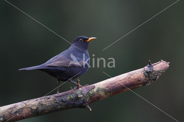 Merel (Turdus merula)