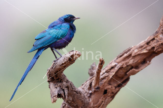 Meve's Langstaartglansspreeuw (Lamprotornis mevesii)