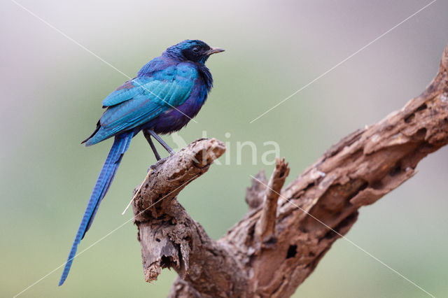 Meves's Glossy-Starling (Lamprotornis mevesii)