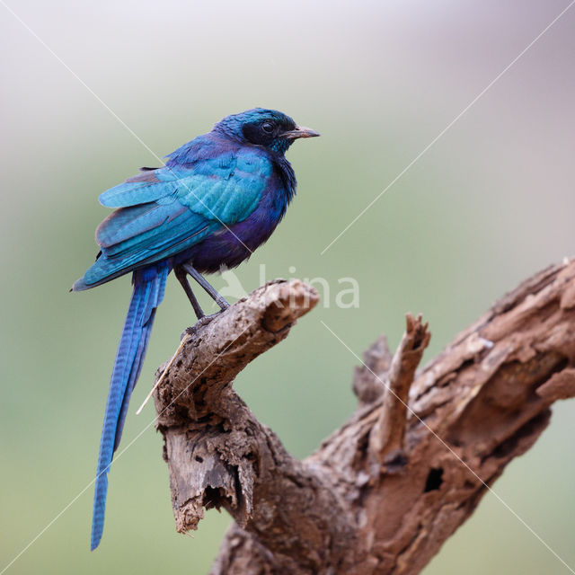 Meves's Glossy-Starling (Lamprotornis mevesii)