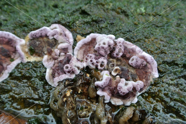 Paarse korstzwam (Chondrostereum purpureum)