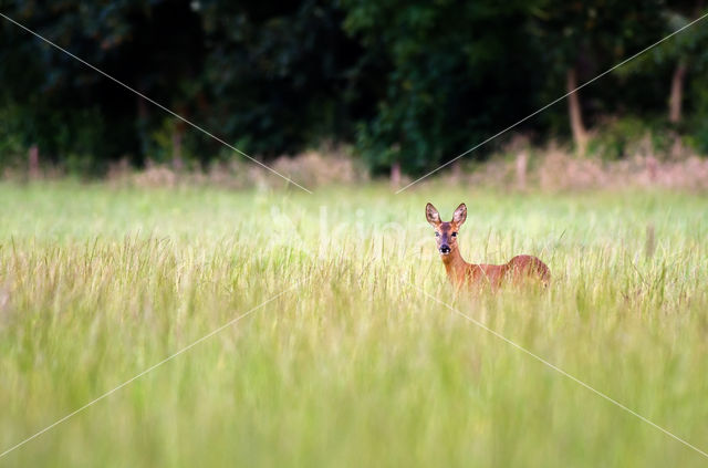 Ree (Capreolus capreolus)