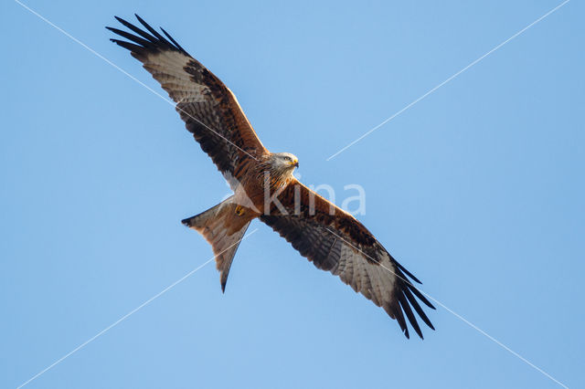 Red Kite (Milvus milvus)