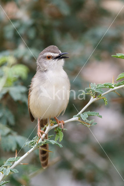 Roestflankprinia (Prinia subflava)