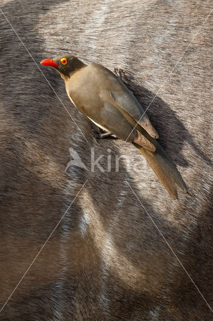 Roodsnavel ossenpikker (Buphagus erythrorhynchus)