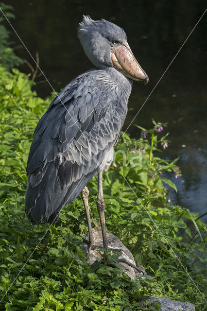 Schoenbekooievaar (Balaeniceps rex)