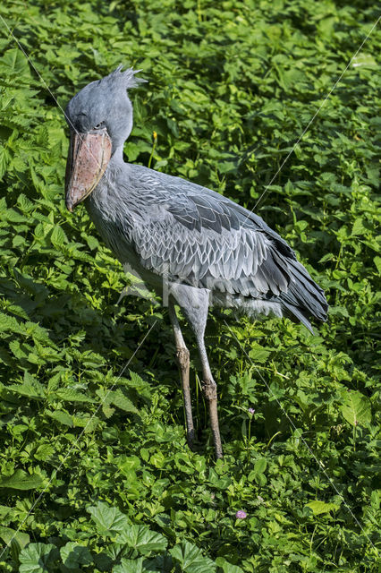 Schoenbekooievaar (Balaeniceps rex)