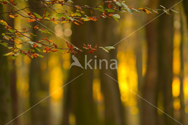 Speulderbos en Sprielderbos