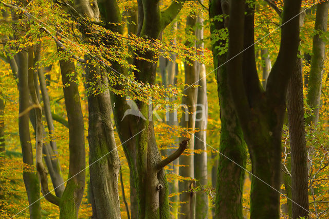 Speulderbos en Sprielderbos