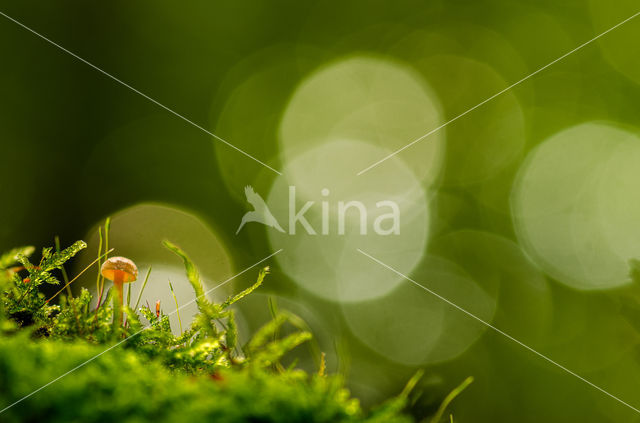 Stronkmycena (Mycena hiemalis)