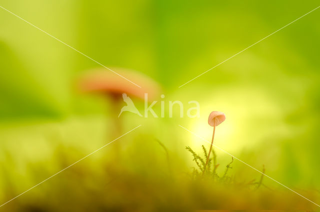 Stronkmycena (Mycena hiemalis)