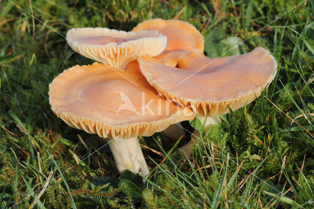 Weidewasplaat (Hygrocybe pratensis)