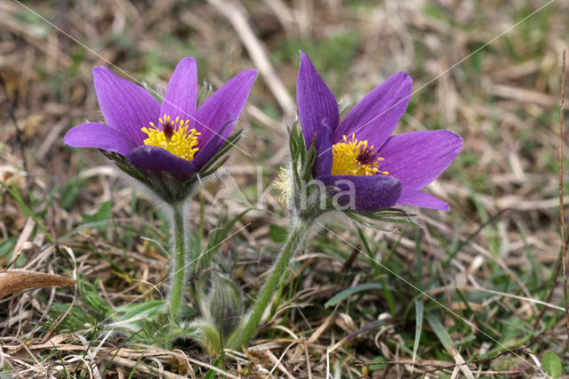 Wildemanskruid (Pulsatilla vulgaris)