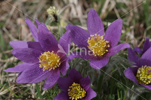 Wildemanskruid (Pulsatilla vulgaris)