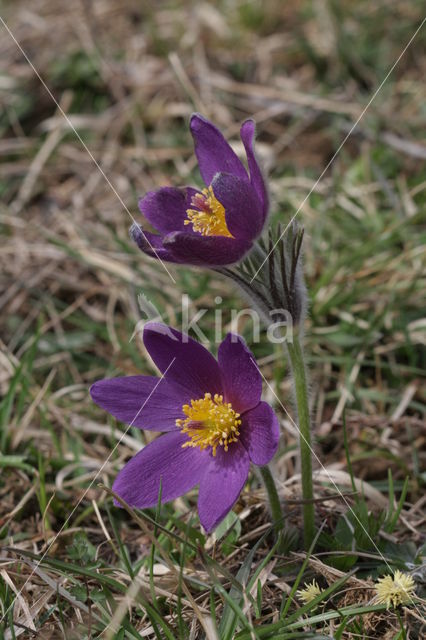 Wildemanskruid (Pulsatilla vulgaris)