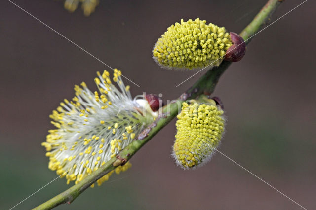 Wilg (Salix)