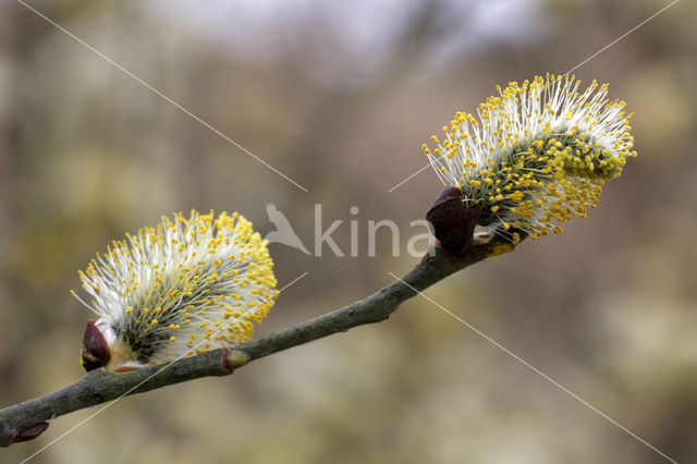 Wilg (Salix)