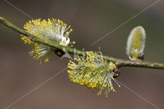 Wilg (Salix)