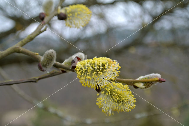 Wilg (Salix)