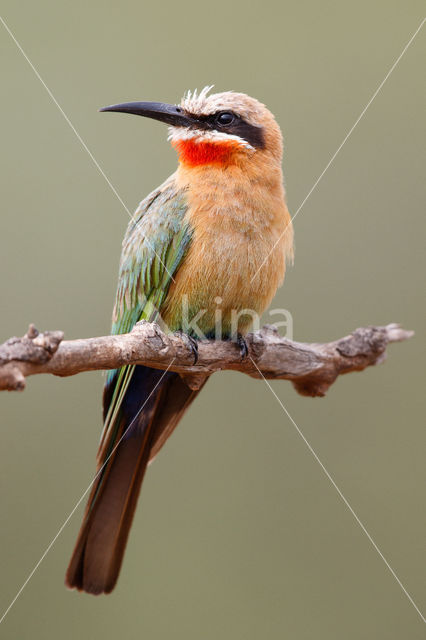 Witkapbijeneter (Merops bullockoides)