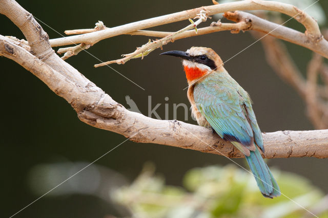 Witkapbijeneter (Merops bullockoides)