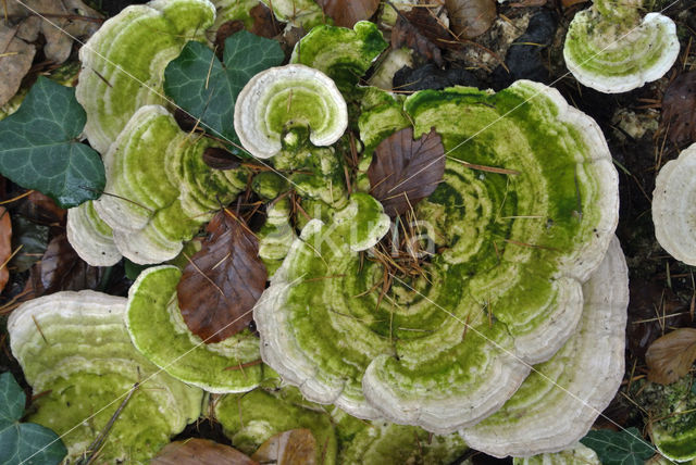 Witte bultzwam (Trametes gibbosa)