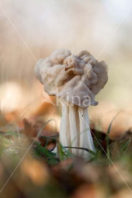 Witte kluifzwam (Helvella crispa)