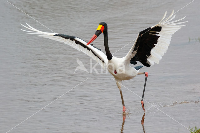 Saddle-billed stork (Ephippiorhynchus senegalensis)