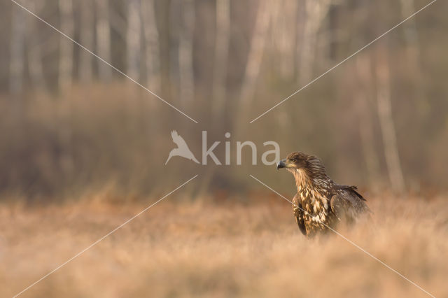 Zeearend (Haliaeetus albicilla)