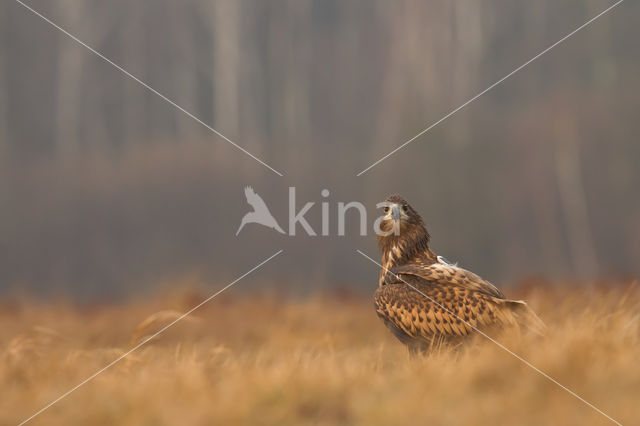 White-tailed Sea Eagle (Haliaeetus albicilla)