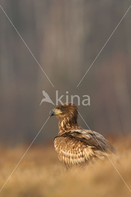 Zeearend (Haliaeetus albicilla)