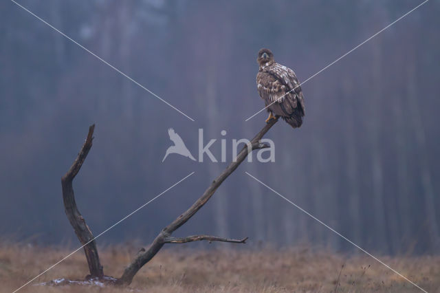 Zeearend (Haliaeetus albicilla)