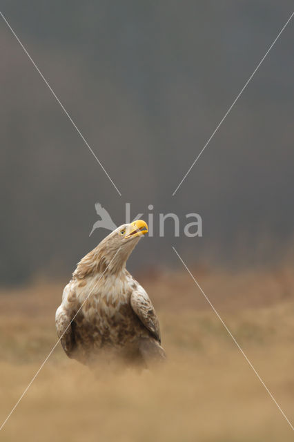 Zeearend (Haliaeetus albicilla)