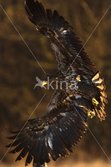 Zeearend (Haliaeetus albicilla)