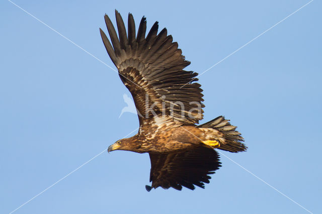 Zeearend (Haliaeetus albicilla)