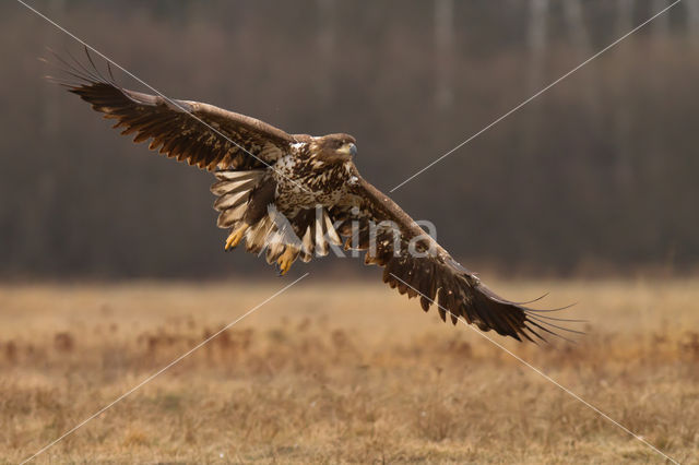 Zeearend (Haliaeetus albicilla)