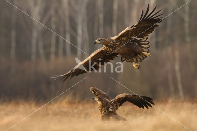 Zeearend (Haliaeetus albicilla)