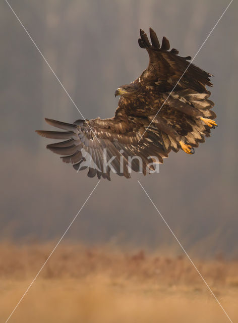 Zeearend (Haliaeetus albicilla)