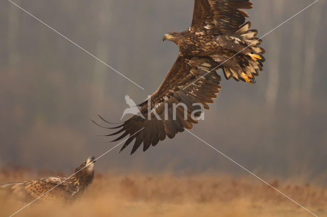 Zeearend (Haliaeetus albicilla)