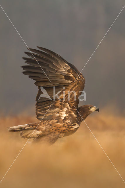 Zeearend (Haliaeetus albicilla)