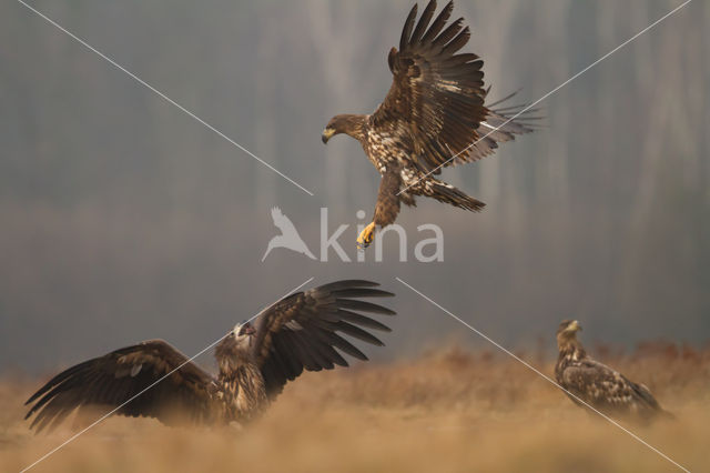 Zeearend (Haliaeetus albicilla)