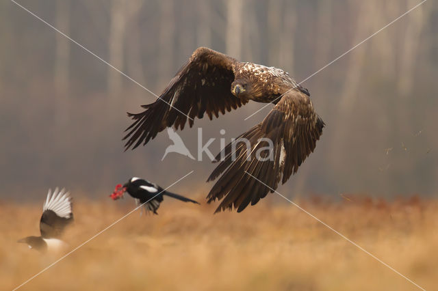 Zeearend (Haliaeetus albicilla)