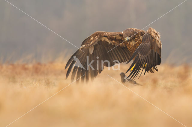 Zeearend (Haliaeetus albicilla)