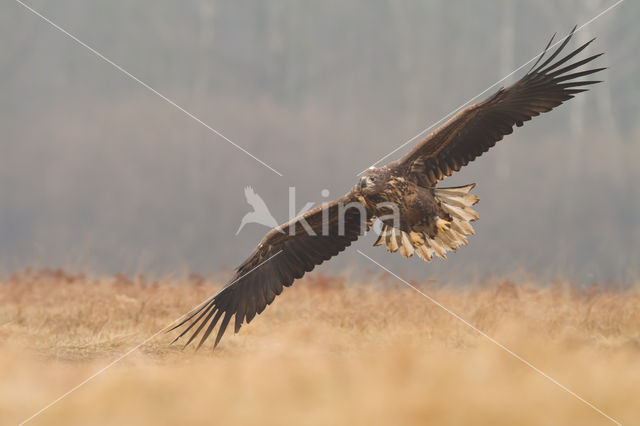 Zeearend (Haliaeetus albicilla)