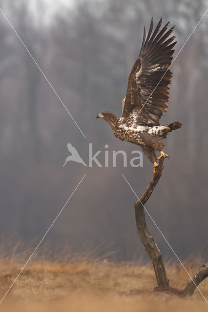 Zeearend (Haliaeetus albicilla)