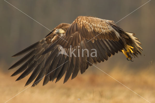 Zeearend (Haliaeetus albicilla)