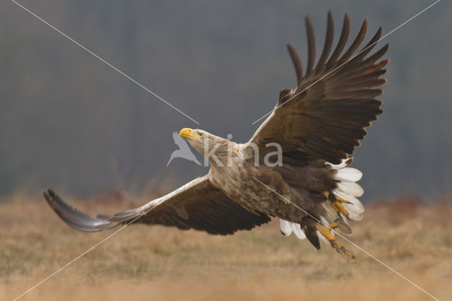 Zeearend (Haliaeetus albicilla)