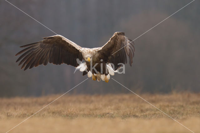 Zeearend (Haliaeetus albicilla)